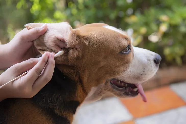 A gentle beagle receives an ear cleaning from its owner, highlighting routine ear care for dogs.