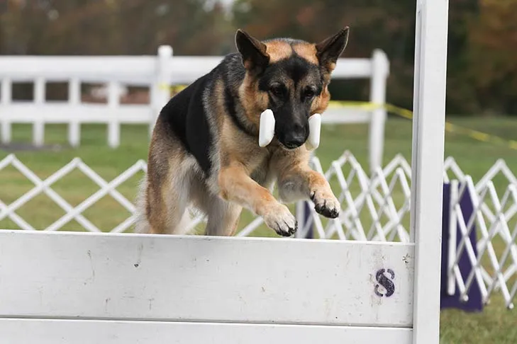 A German Shepherd dog expertly navigating an agility course.