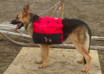 A German Shepherd dog in a harness, preparing for work