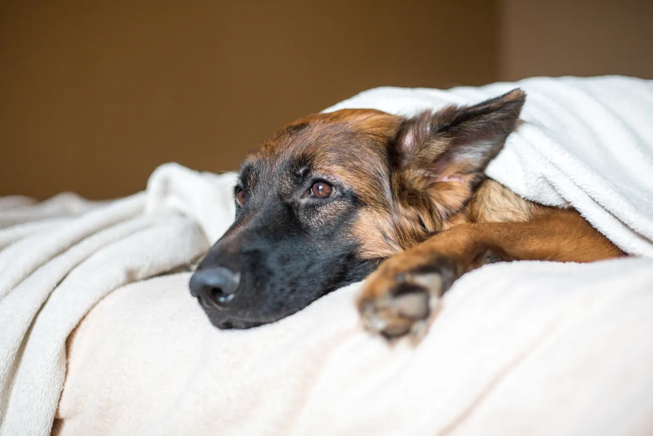 A German Shepherd dog lying on a bed, looking unwell, emphasizing the need for prompt veterinary care to prevent health issues like worms.