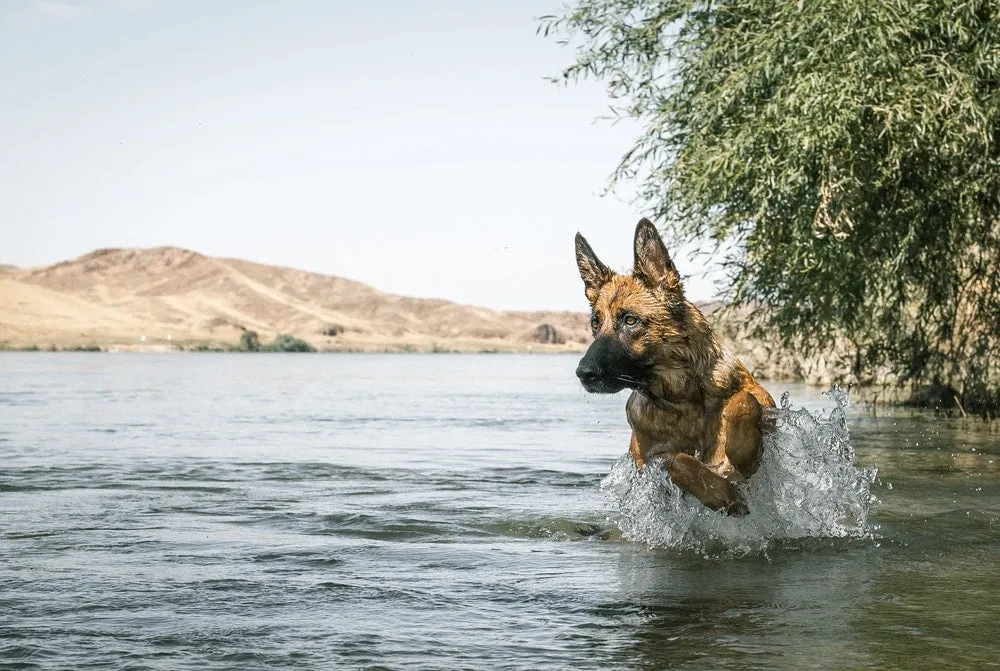 A German Shepherd dog swimming in water, showcasing its athleticism.