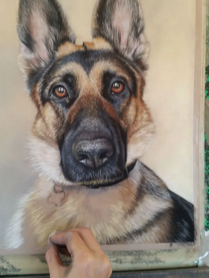 A German Shepherd drawing showing the regal posture and alert expression of the breed.