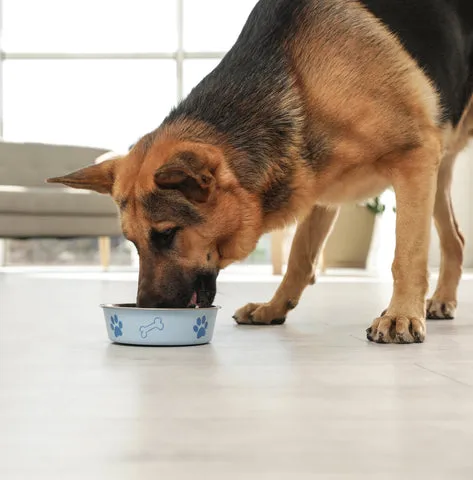 A German Shepherd eating from a bowl