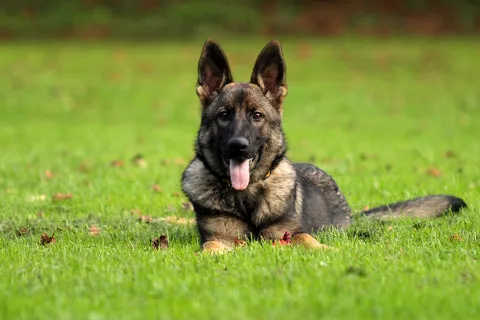 A German Shepherd in a stay position