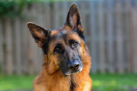A German Shepherd looking calm