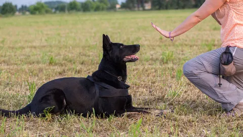 A German Shepherd lying down calmly
