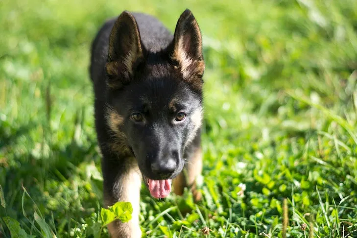 A German Shepherd puppy walking curiously on a green lawn.