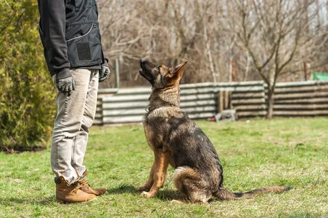 A German Shepherd sitting obediently