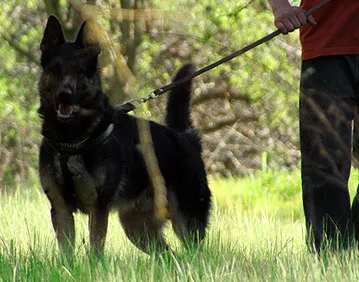 A German Shepherd standing alert in a wooded area