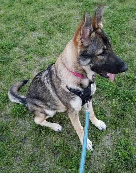 A German Shepherd wearing a black harness sits patiently, looking to the side.