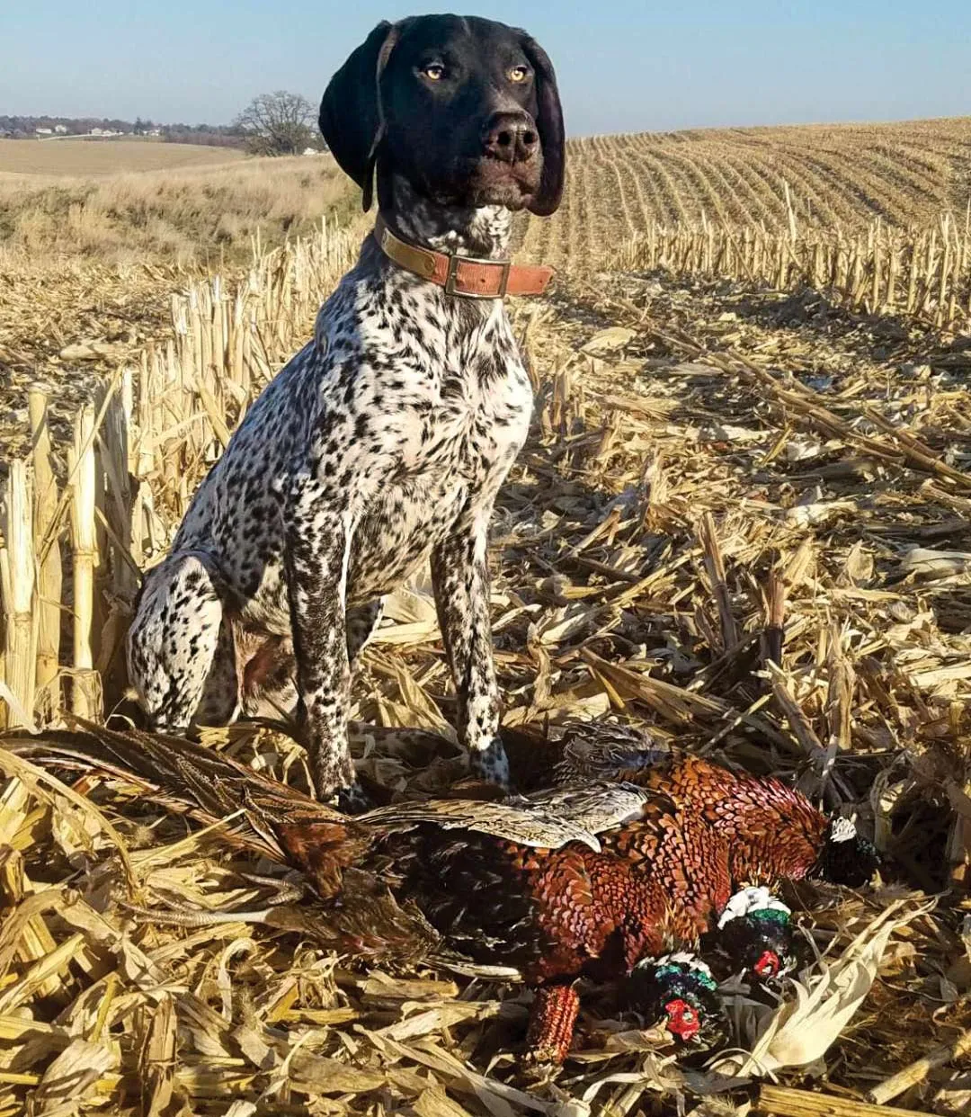A German Shorthaired Pointer named Zeke proudly sits after a successful pheasant hunt, showcasing his strong bond with owner Phil Bourjaily.