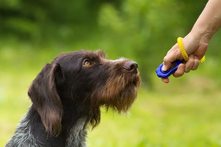 A German Wirehaired Pointer engaging in basic obedience training with a clicker, essential for agility success.