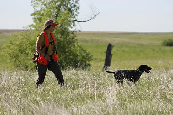 A German Wirehaired Pointer pointing in a field