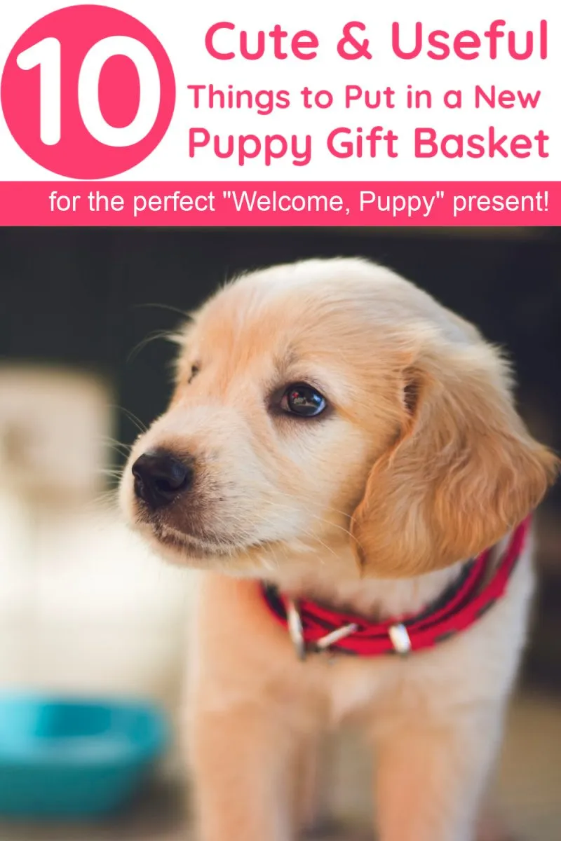 A gift basket filled with dog toys, treats, and grooming supplies.