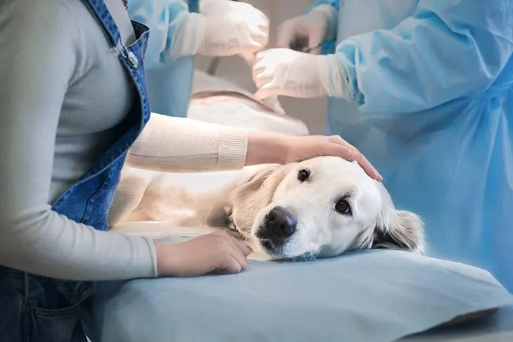 A Golden Retriever being comforted by its owner at a veterinarian's office.
