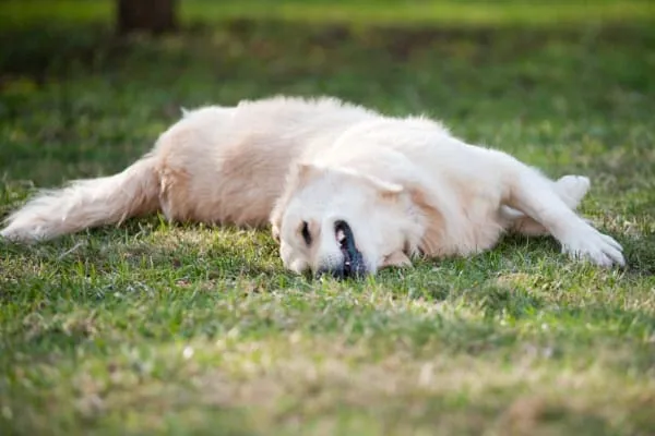 A Golden Retriever dog rubbing face in the grass, a classic sign that the dog may need anti-itch medication for dogs