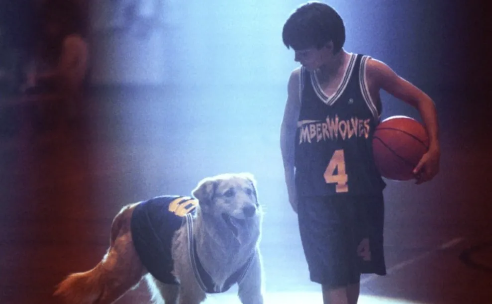 A Golden Retriever dog, the real Buddy from "Air Bud," skillfully dribbles a basketball with its paws on a court, representing real dog movies talents.
