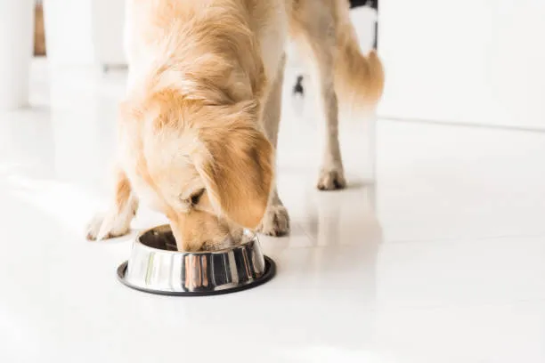 A golden retriever enthusiastically eating from a metal bowl.