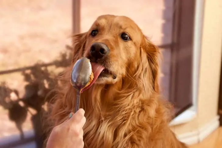 A Golden Retriever happily licking peanut butter from a spoon.