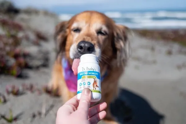 A Golden Retriever interacting with a joint supplement bottle, highlighting the role of mobility aids in preventing and healing dog pressure sores