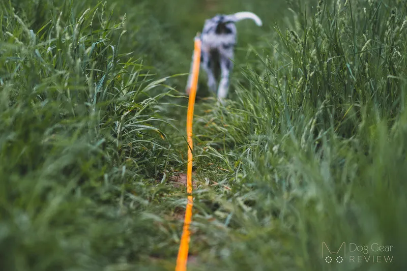 A Golden Retriever mix dog on a yellow Biothane long training leash, running in an open field.