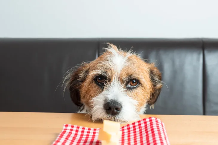 A Golden Retriever mix, possibly an All American Dog, resting its head on a kitchen counter, attentively looking at a piece of cheese.
