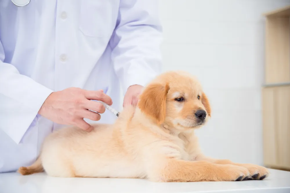 A golden retriever puppy being given a vaccination