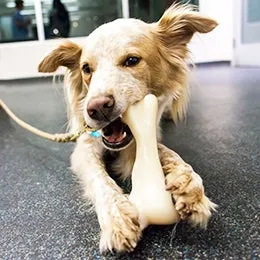 A golden retriever puppy chewing on a wooden chair leg, showing destructive chewing behavior in dogs.