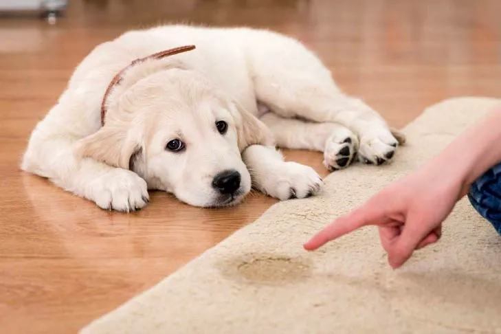 A Golden Retriever puppy sitting on a rug with an accident in front of it.