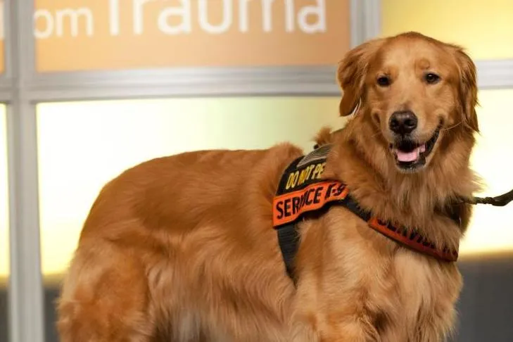 A Golden Retriever service dog, "Tuesday," wearing a service vest and belonging to Capt. Luis Carlos Montalván, stands alert.
