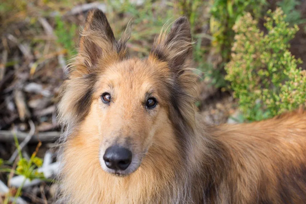 A golden retriever sits patiently while its leash is held by an unseen professional, embodying the calm demeanor of dogs on an Auckland pack walk.