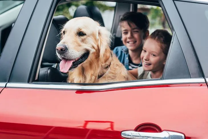 A Golden Retriever traveling in the backseat of a car with children, demonstrating a scenario where ace dog medication can be used to prevent motion sickness during pet travel.