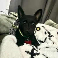 A golden retriever with its tail wagging happily