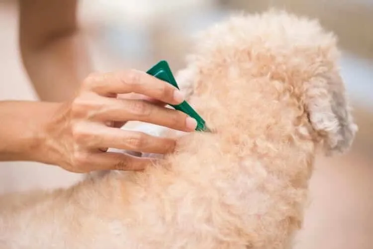 A Goldendoodle receiving a topical flea and tick treatment.