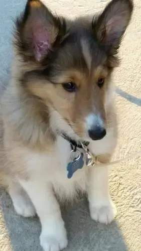 A gorgeous 8-week-old Sheltie puppy, Bandit Bo, with immaculately neat paws