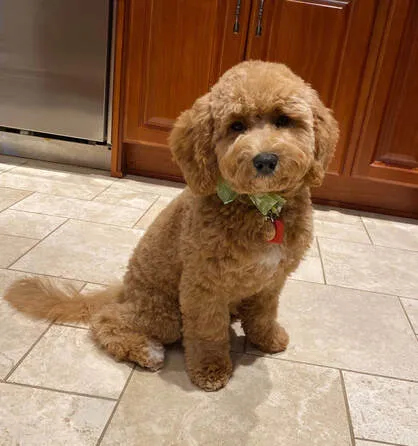 A gorgeous Labradoodle named Biscuit after her first grooming appointment, looking darling.