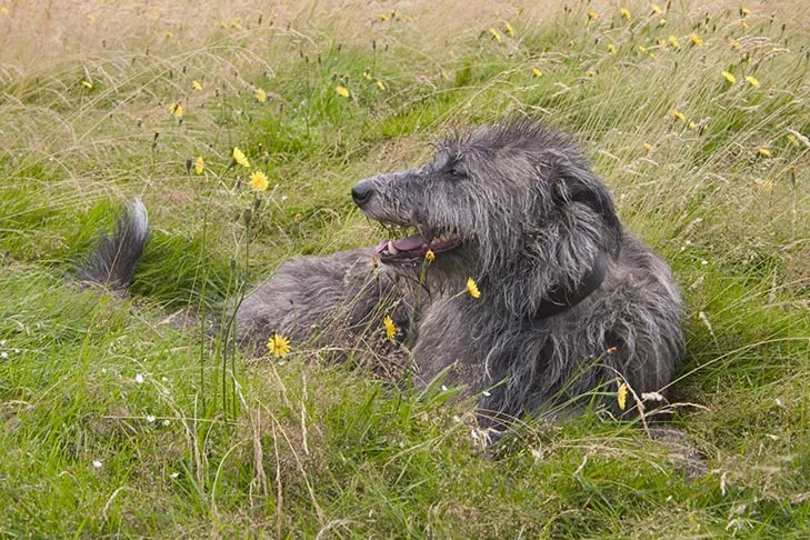 A graceful Scottish Deerhound resting in a field, symbolizing the importance of quality ingredients in best dog food for large dogs