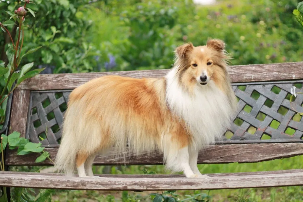 A graceful Shetland Sheepdog, resembling a miniature Collie