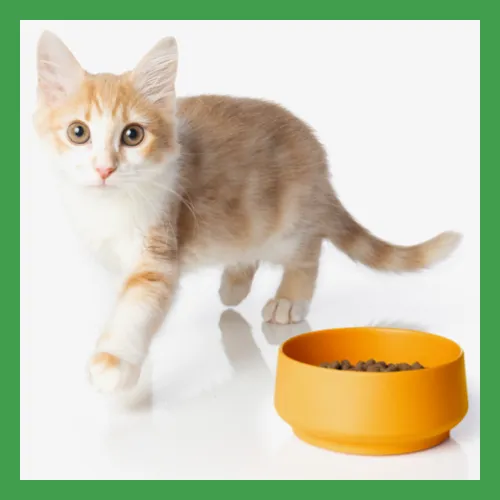 A graphic illustrating different life stages of dogs, from puppy to adult.