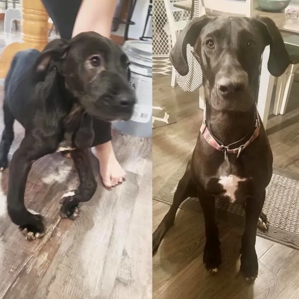 A Great Dane puppy relaxing comfortably on a patterned couch