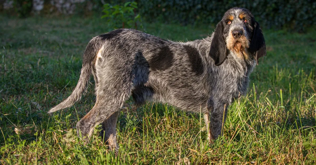A grey Wirehaired Pointing Griffon dog with large black patches and big, floppy black ears.