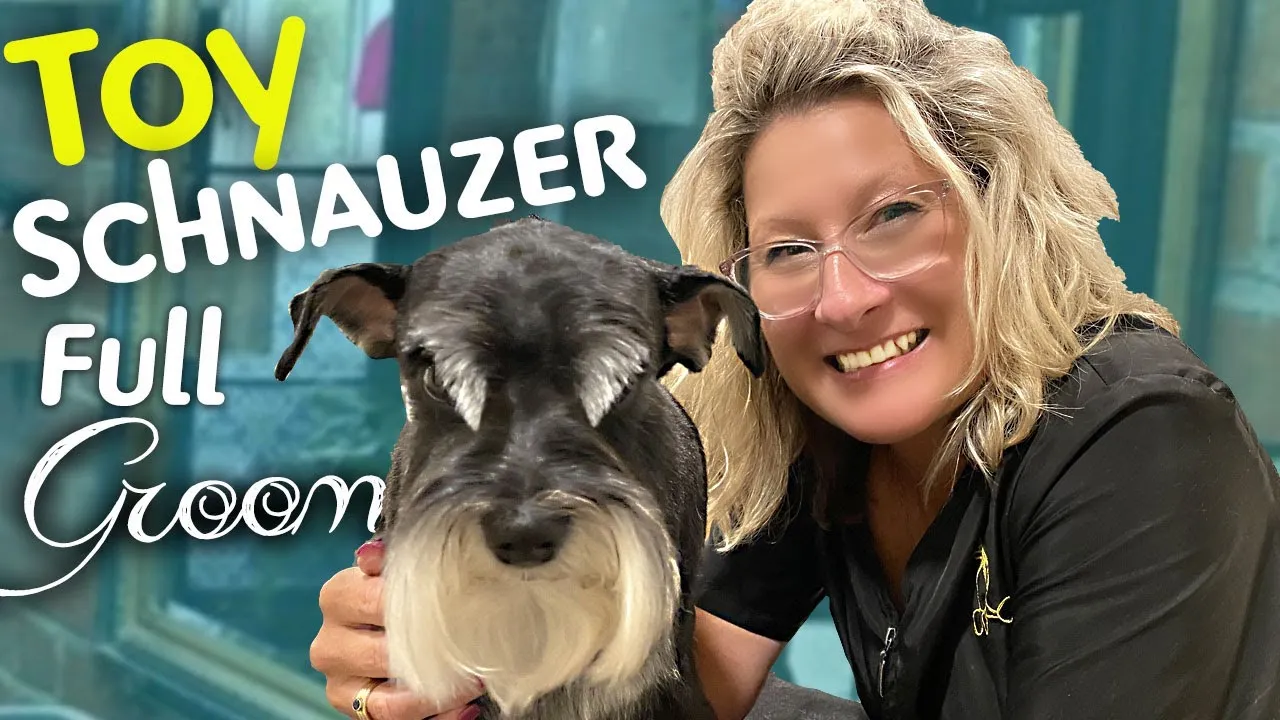 A groomer demonstrating a traditional schnauzer cut on a dog.