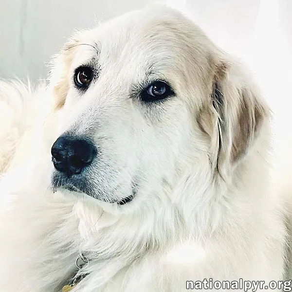 A group of adorable Great Pyrenees puppies playing.
