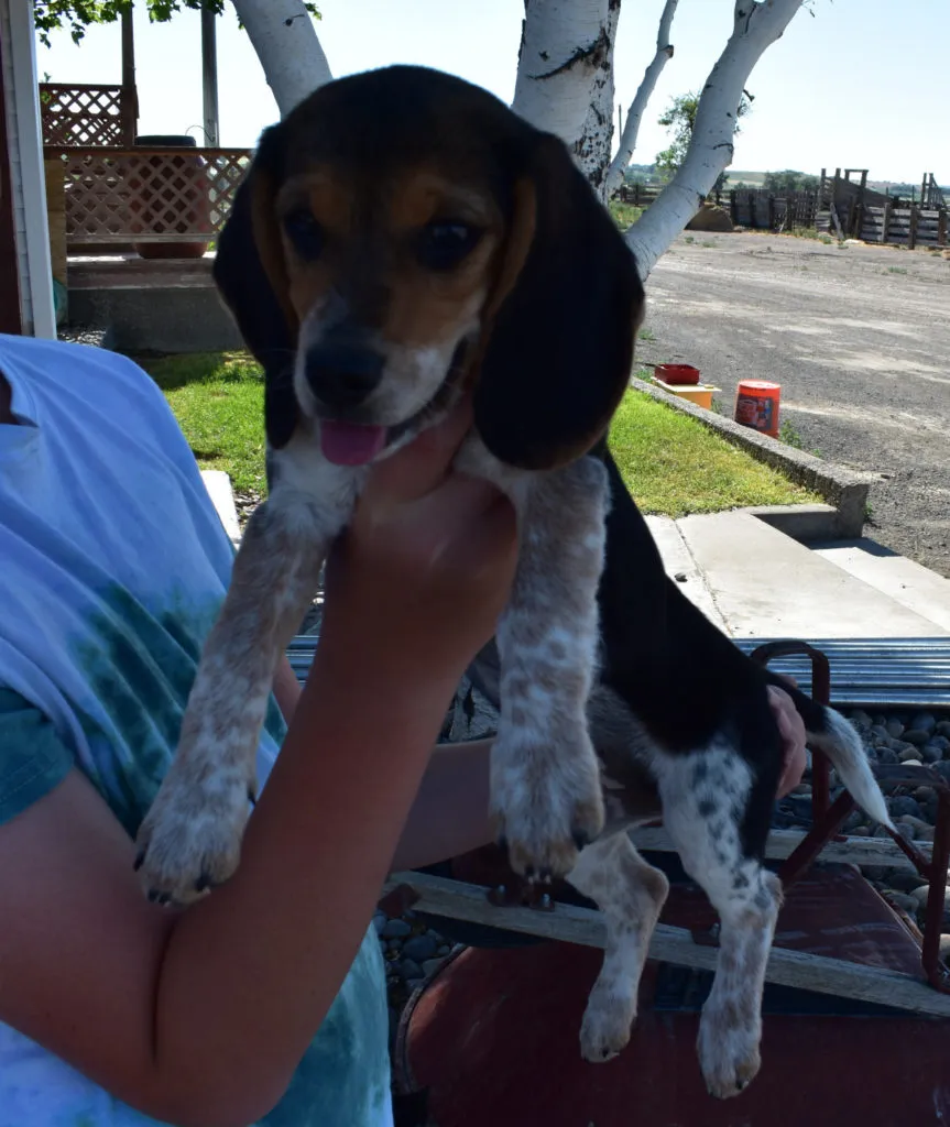A group of blue tick hound beagle mix puppies with varying tick markings
