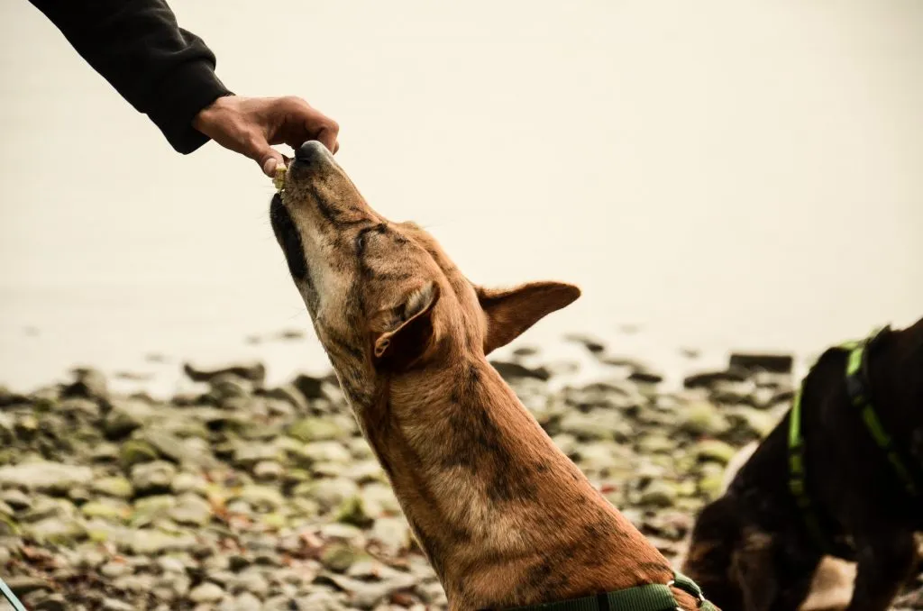 A group of dogs enjoying off-leash playtime in a grassy area, illustrating the trust and skill required in a professional walking dogs job.