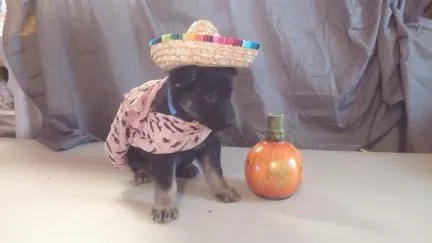A group of German Shepherd puppies with their mother