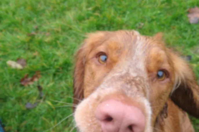 A group of happy dogs enjoying a walk in a London park
