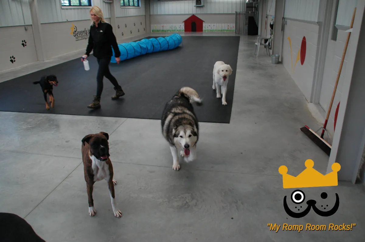 A group of happy dogs socializing and relaxing in a supervised indoor daycare environment