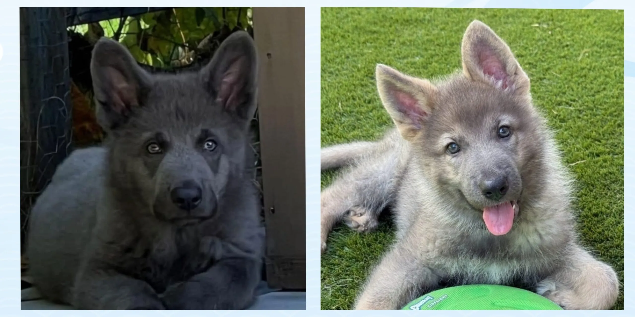 A group of King German Shepherd puppies from a previous Muse and Smoke litter, displaying stunning blue and silver sable coats