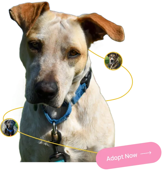 A group of playful hounds interacting outdoors.